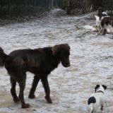 Simba Hektor Chelsi Boomer und Alice